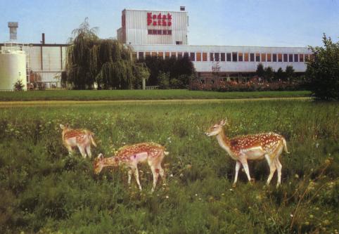 The Deers of Kodak © DR / Lucas Leffler