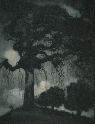 Rudolf Koppitz Frêne Vers 1912 Épreuve à la gomme bichromatée 29,2 x 22,9 cm © Photoinstitut Bonartes, Vienne 