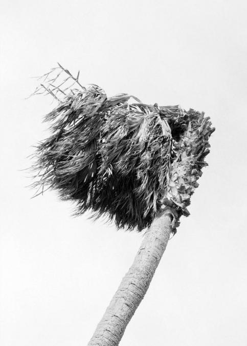 Beatriz de Souza Lima, « sans titre », photographie numérique, 2025