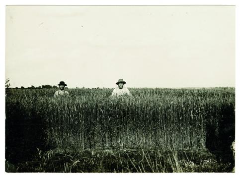 Farmers in Grassy Field North America 1904-1918  © collection privée – AMC